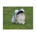Japanese Chin Postcard