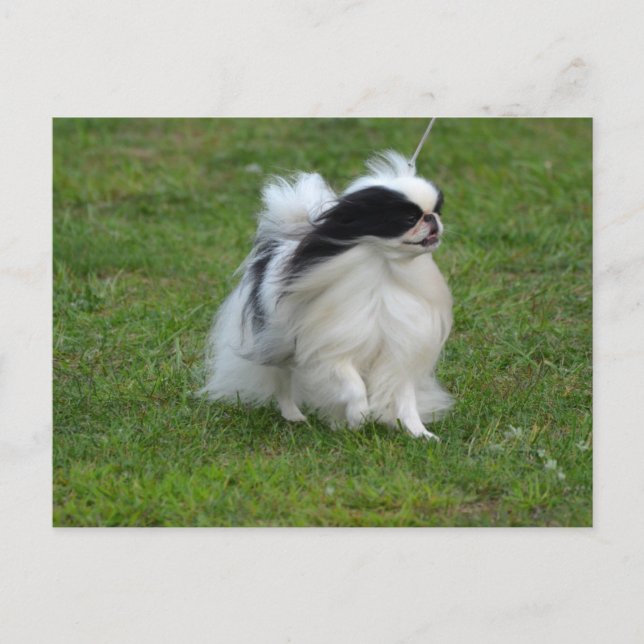 Japanese Chin Postcard (Front)