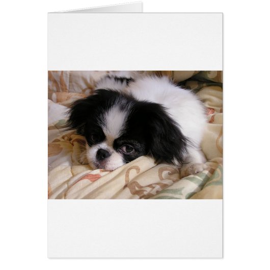 Japanese_chin puppy (Front)