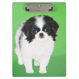 Japanese Chin Puppy Painting - Original Dog Art Clipboard
