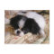 Japanese_chin puppy.png