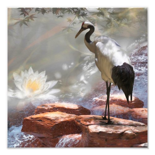 Japanese Crane Longevity Photo Print