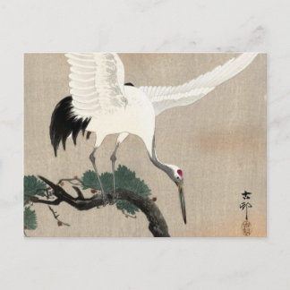 Japanese Crane on Branch of Pine, 1900-1930 Postcard