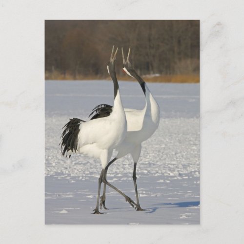 Japanese Cranes dancing on snow Postcard