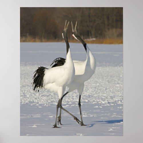 Japanese Cranes dancing on snow Poster