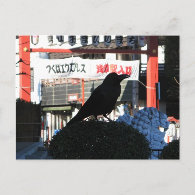Japanese Crow Postcard (Front)