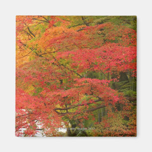 Japanese Fall Foliage Magnet
