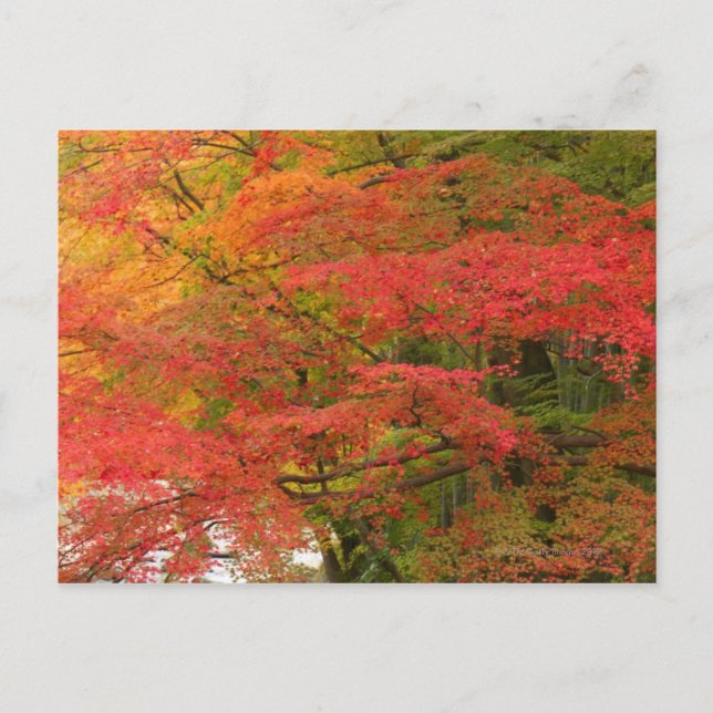 Japanese Fall Foliage Postcard (Front)