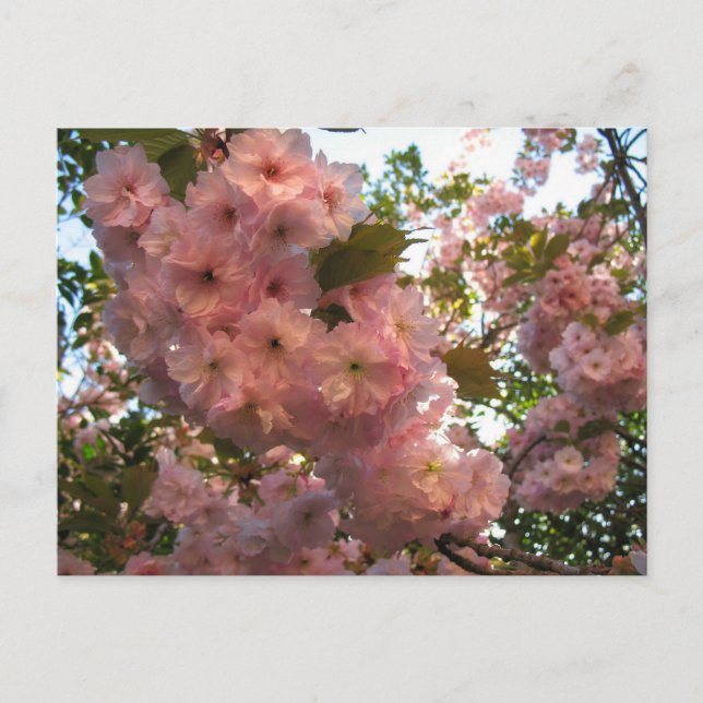 Japanese Flowering 2Cherry Postcard (Front)