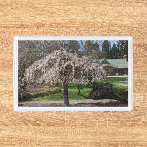 Japanese Garden Weeping Cherry Blossoms Acrylic Tray