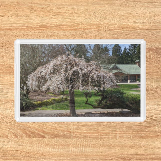 Japanese Garden Weeping Cherry Blossoms Acrylic Tray (In Situ Front)