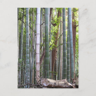 Japanese Giant Bamboo Forest, Sagano, Kyoto, Japan Postcard