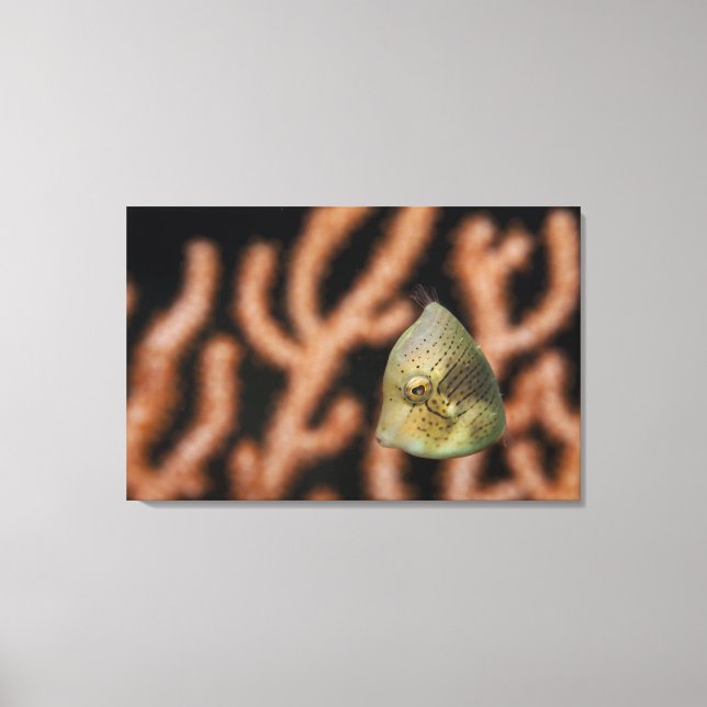 Japanese inflator filefish (Brachaluteres Canvas Print (Front)
