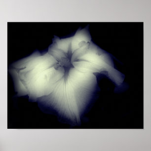 Japanese Iris Black And White High Contrast Poster