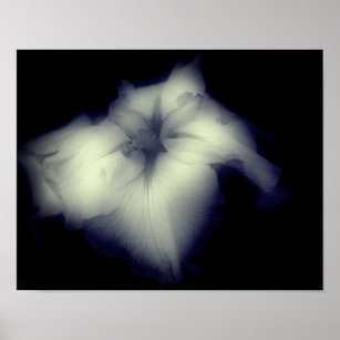 Japanese Iris Black And White High Contrast  Poster