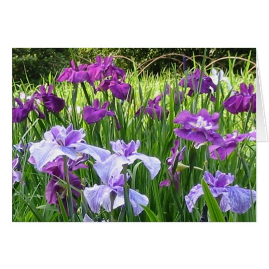 Japanese Iris Cards (Front Horizontal)