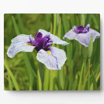 Japanese Iris Ensata Thunb Flowers Plaque by allphotos at Zazzle