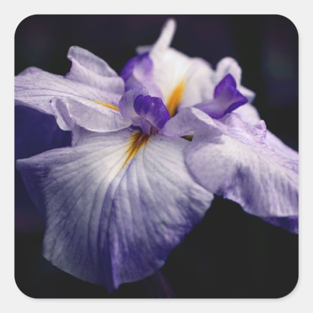 Japanese Iris Flower Beauty  Square Sticker (Front)