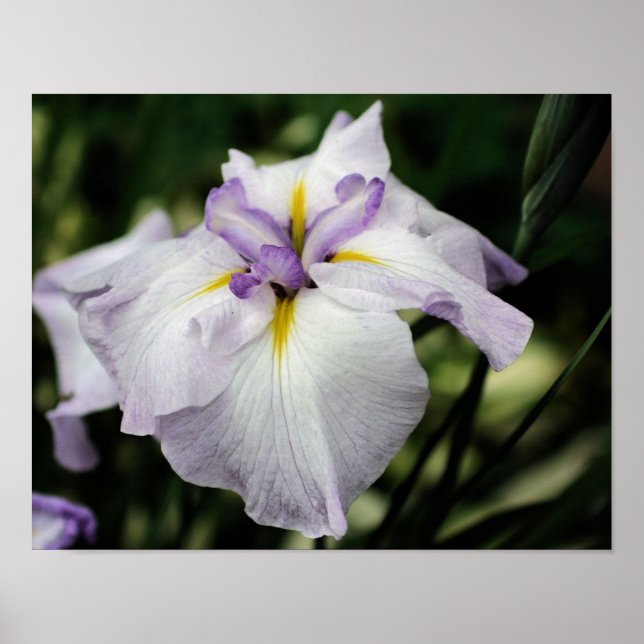 Japanese Iris Flower In Bloom Poster (Front)