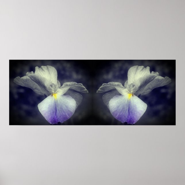 Japanese Iris Flower Partial Color Mirror Abstract Poster (Front)