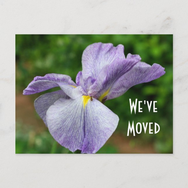 Japanese Iris New Address Floral Postcard (Front)
