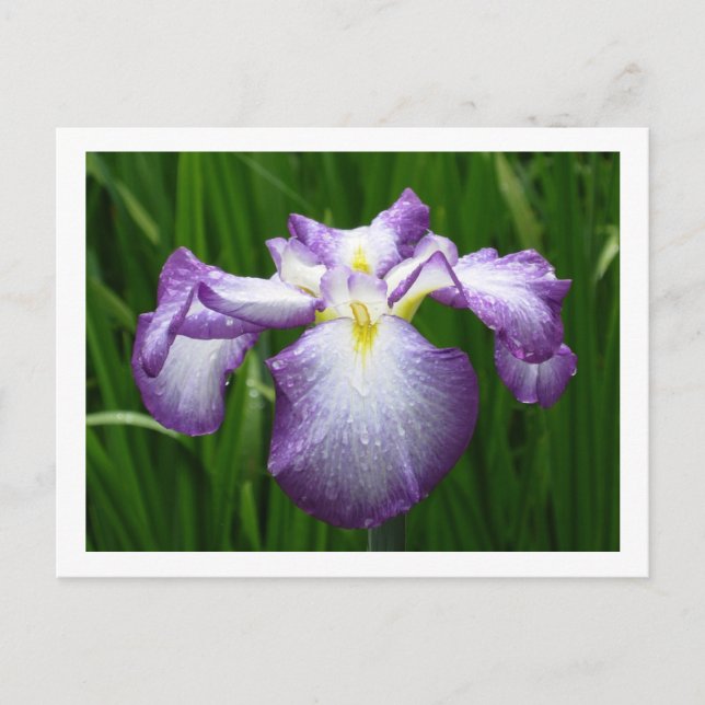 Japanese Iris Postcard (Front)