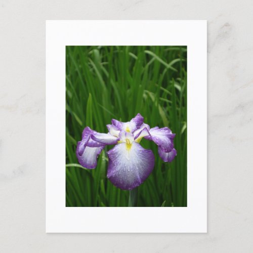 Japanese Iris Postcard