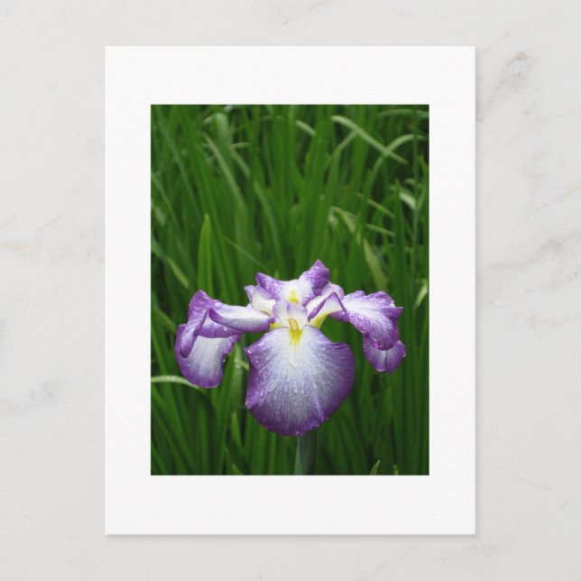 Japanese Iris Postcard (Front)