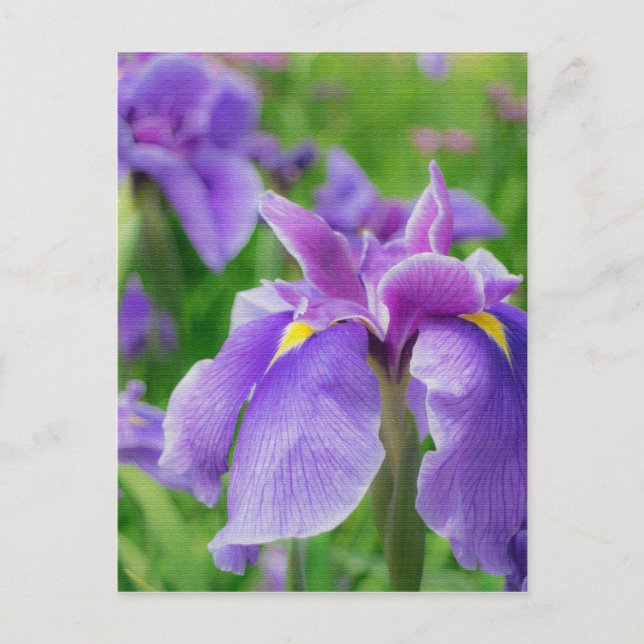 Japanese iris postcard (Front)