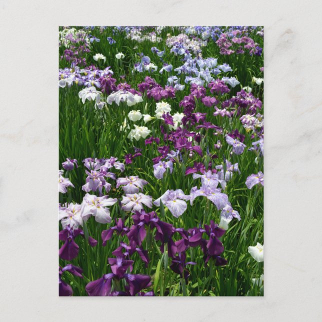 Japanese Iris: Tokyo, Japan Postcard (Front)