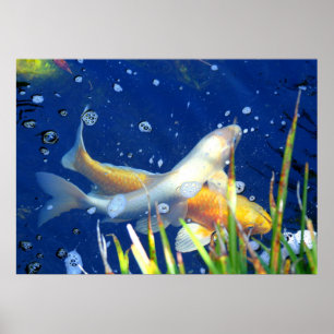 japanese koi carp poster