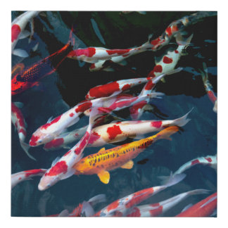 Japanese Koi Fish Faux Canvas Print