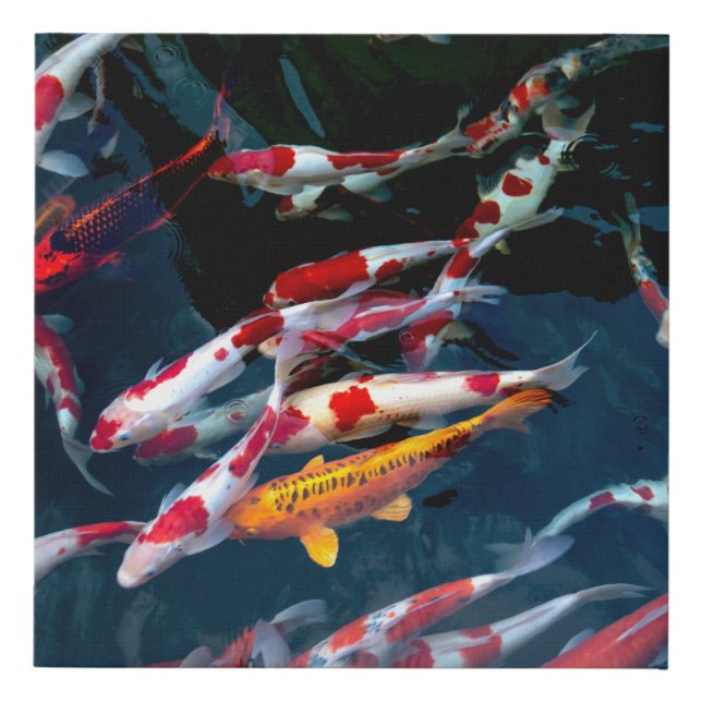 Japanese Koi Fish Faux Canvas Print (Front)
