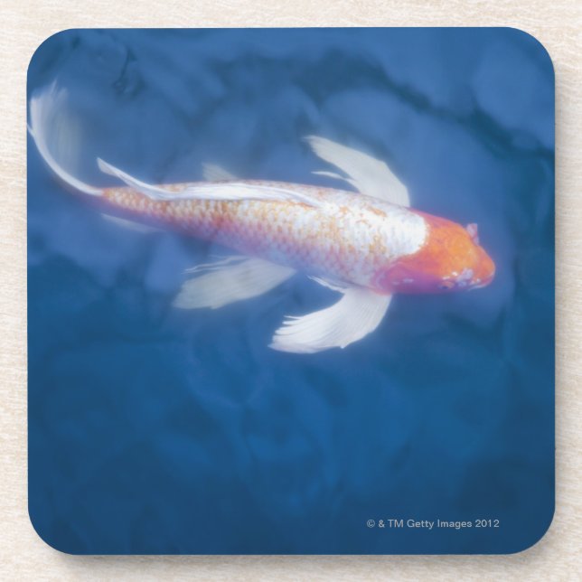 Japanese koi fish in pond, high angle view beverage coaster (Front)