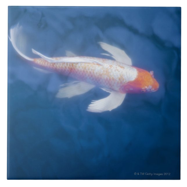 Japanese koi fish in pond, high angle view ceramic tile (Front)
