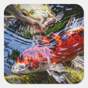 CLEARANCE Milky White Koi Carp Fish 3D Sticker