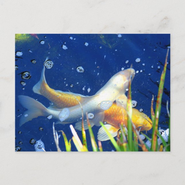 japanese koi in pond postcard (Front)