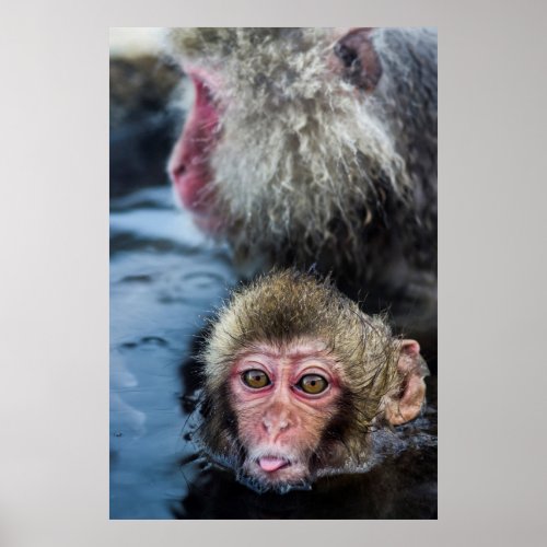 Japanese Macaque Baby Poster