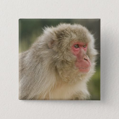 Japanese Macaque Macaca fuscata also known Button