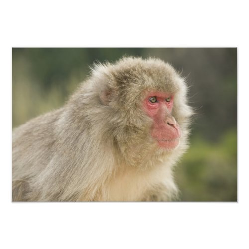 Japanese Macaque Macaca fuscata also known Photo Print