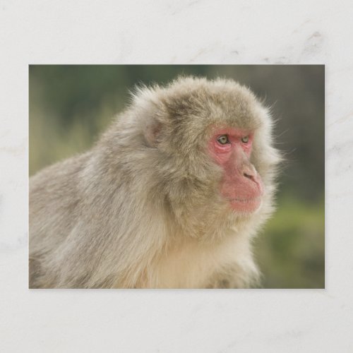 Japanese Macaque Macaca fuscata also known Postcard