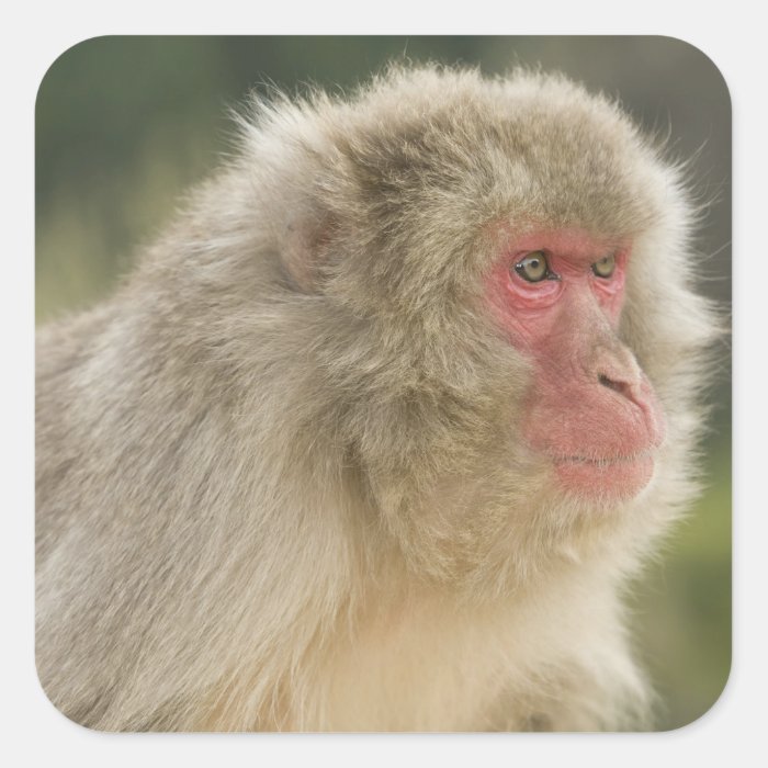 Japanese Macaque Macaca fuscata), also known Stickers