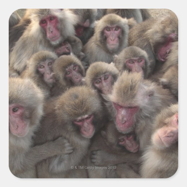 Japanese macaque (Macaca fuscata) huddled Square Sticker (Front)