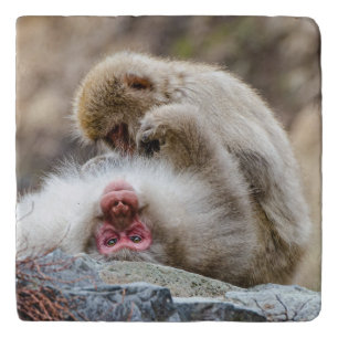 Japanese Macaque Monkey Photography Trivet
