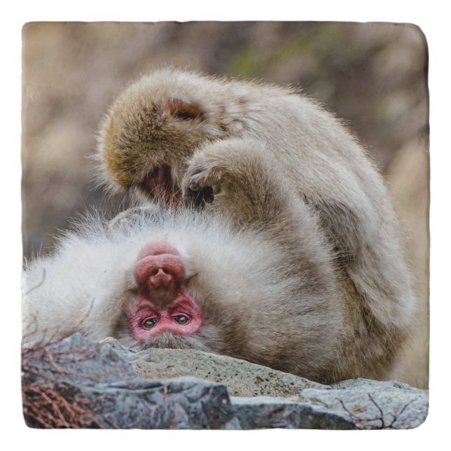 Japanese Macaque Monkey Photography Trivet (Front)