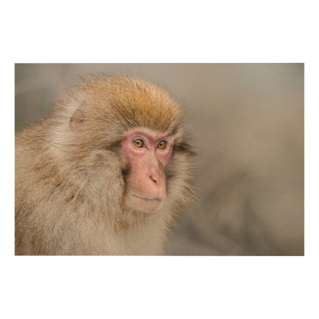 Japanese Macaque Monkey Photography  Wood Wall Art (Front)