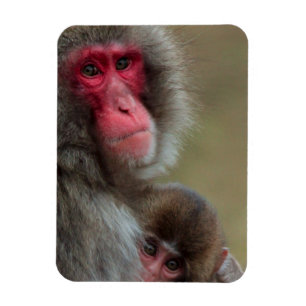Japanese Macaque Monkeys Flexible Magnet