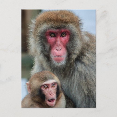Japanese Macaque Monkeys Postcard