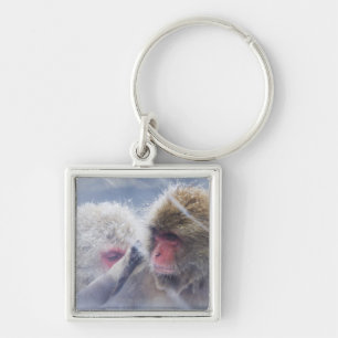 Japanese Macaques (Macaca fuscata) Grooming in Keychain
