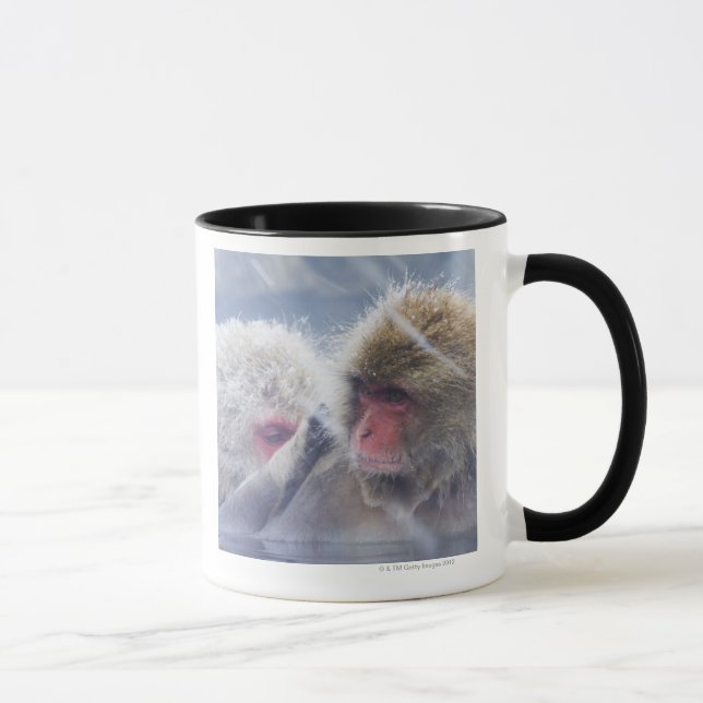 Japanese Macaques (Macaca fuscata) Grooming in Mug (Right)